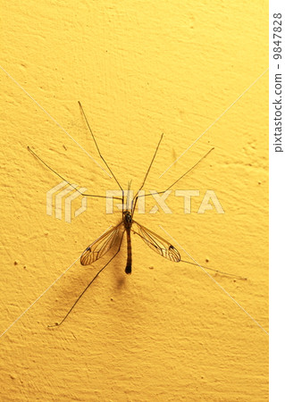 mosquito sitting on wall indoor 9847828
