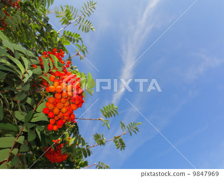 Autumn rowan berries ashberry. Sorbus aucuparia Autumn rowan berries ashberry. Sorbus aucuparia 9847969