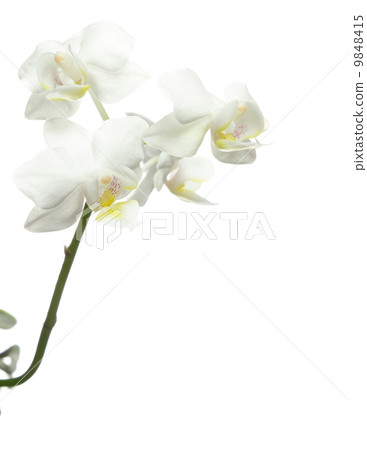 White orchid on white 9848415