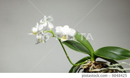 White orchid on gray background White orchid on gray background 9848425