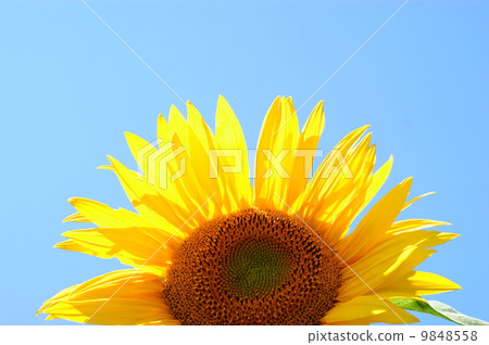 Sunflower with a leaf - clear summer blue sky. 9848558