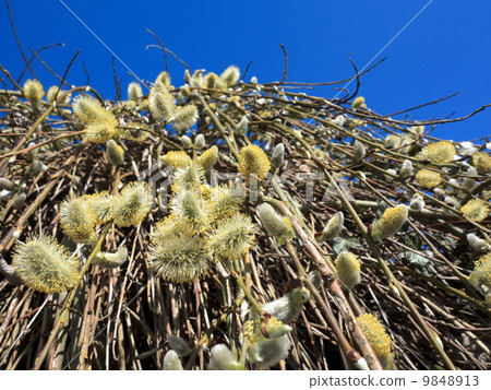 Pussy willow branches with catkins blue sky Pussy willow branches with catkins blue sky 9848913