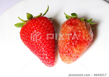 healthy and rotten spoiled bad red strawberries healthy and rotten spoiled bad red strawberries 9848917