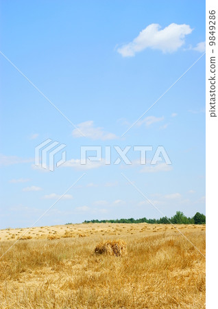 Haystack in a wheat field - harvest Haystack in a wheat field - harvest 9849286