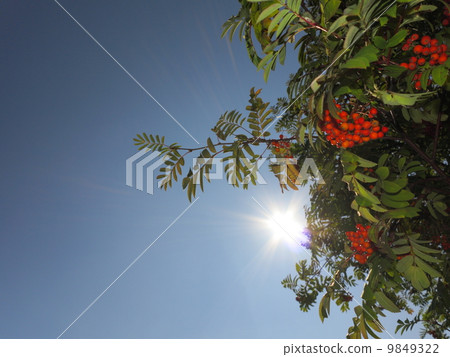 Autumn rowan berries ashberry. Sorbus aucuparia Autumn rowan berries ashberry. Sorbus aucuparia 9849322