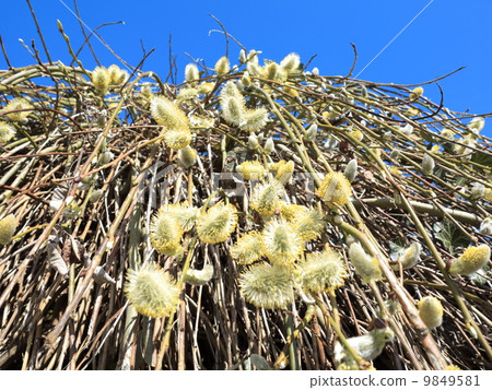 Pussy willow branches with catkins blue sky 9849581