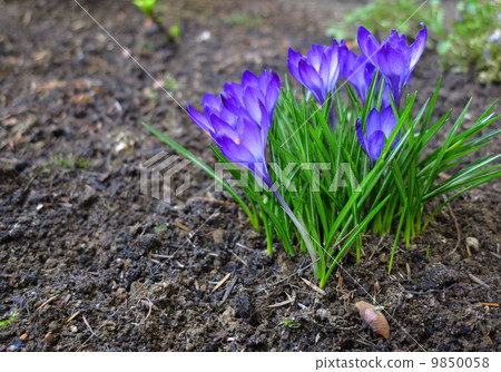 First spring flowers purple crocuses. 9850058