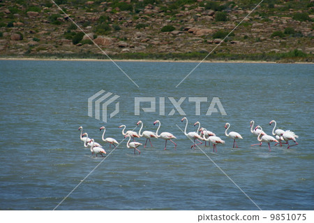 Flamingos Flamingos 9851075