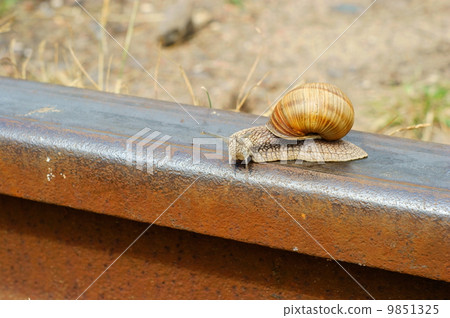 snail on a railway rail snail on a railway rail 9851325