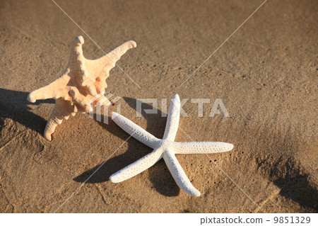 Starfish with sand as background 9851329