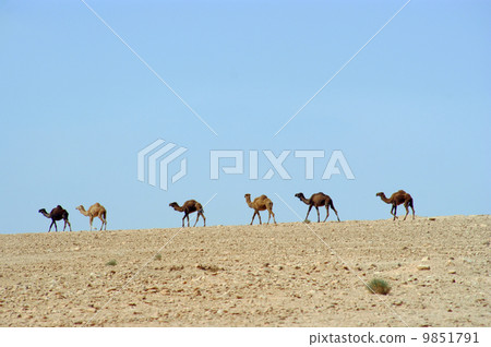 Camels 9851791