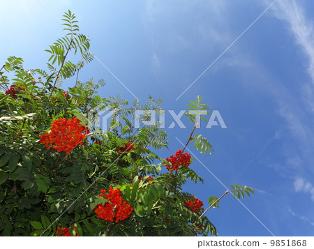 Autumn rowan berries ashberry. Sorbus aucuparia Autumn rowan berries ashberry. Sorbus aucuparia 9851868