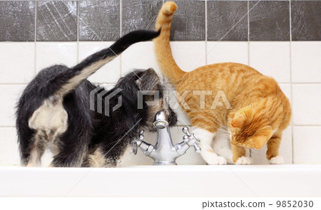 Animals at home dog and cat playing together in bathroom 9852030