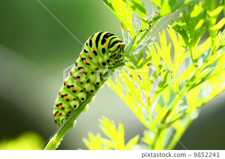 Green caterpillar Green caterpillar 9852241