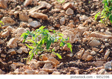 tomato plant, green branch 9852396