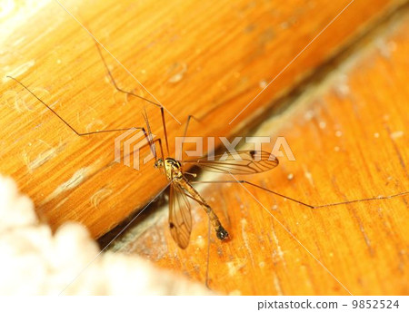 A mosquito resting on wall indoor 9852524
