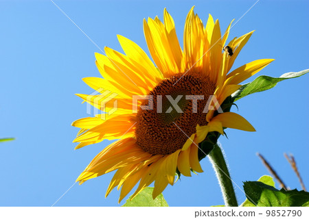Sunflower with a leaf - clear summer blue sky. Sunflower with a leaf - clear summer blue sky. 9852790