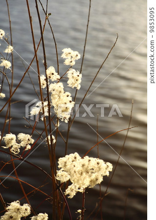 Dry plants near the river 9853095