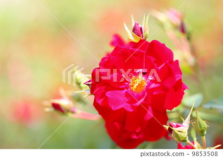 bush of red roses outdoor 9853508