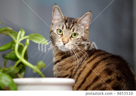 cat and flower on the window cat and flower on the window 9853510