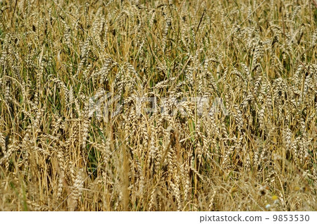 Wheat Wheat 9853530