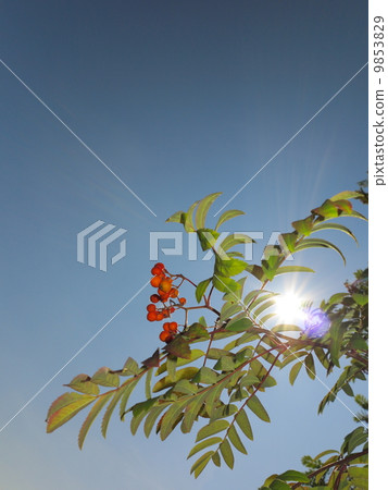 Autumn rowan berries ashberry. Sorbus aucuparia 9853829