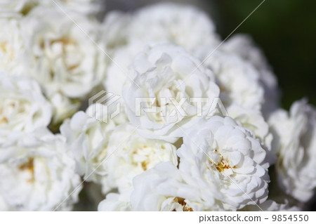 bush of white roses outdoor 9854550