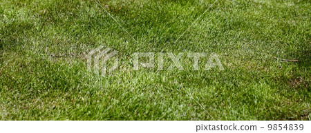 grass field texture background grass field texture background 9854839
