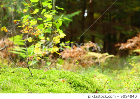 Mossy undergrowth in autumn forest 9854840