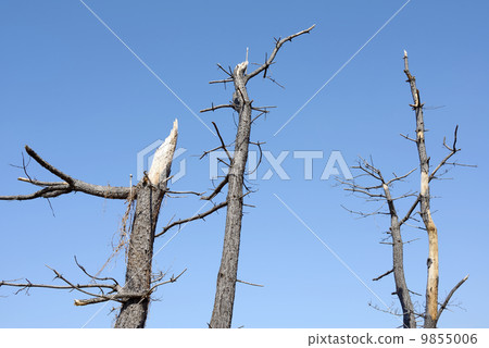 死的松樹 9855006