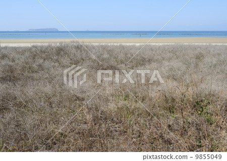 Shore with shrub 9855049