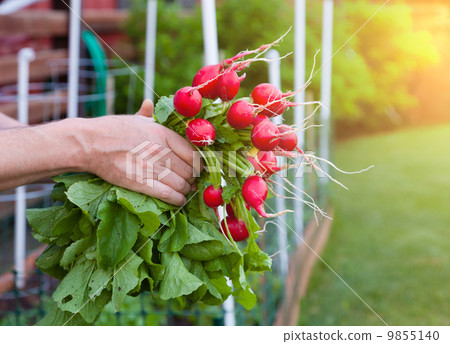 Radish 9855140