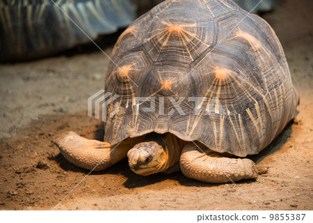 Turtle walking slowly across the field Turtle walking slowly across the field 9855387