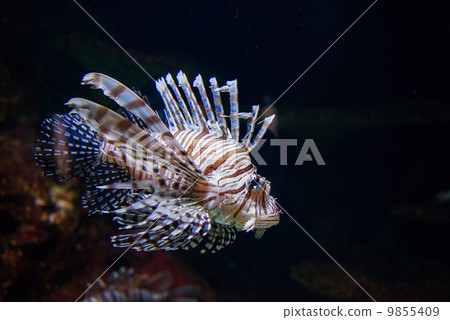 Tropical fish under the water Tropical fish under the water 9855409