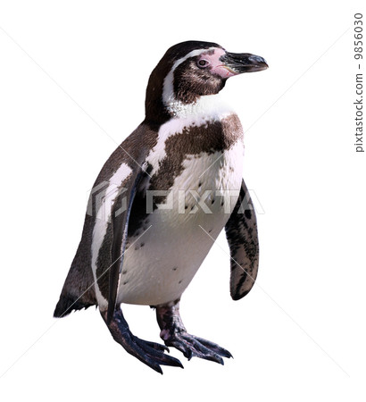 penguin. Isolated on white penguin. Isolated on white 9856030
