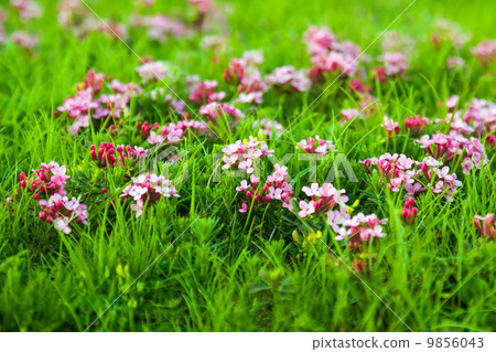 Wild plant of pink flower  in Pyrenees 9856043