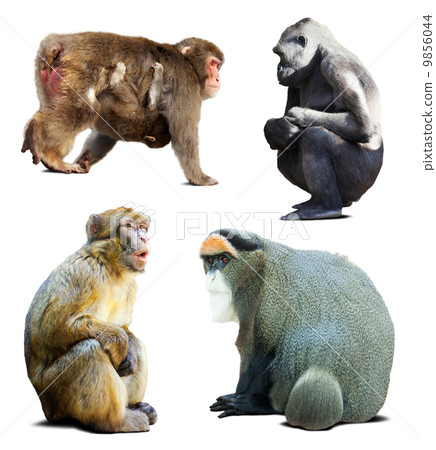 Set of monkeys. Isolated over white 9856044