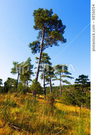 Pine trees 9856054