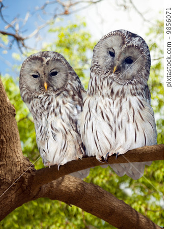 Grey Owls couple on tree Grey Owls couple on tree 9856071