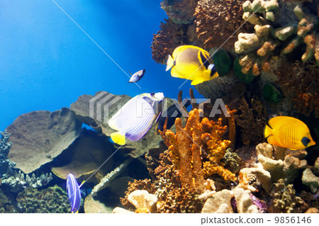 tropical fish at coral 9856146