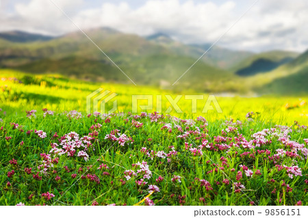 highland meadow in Pyrenees 9856151