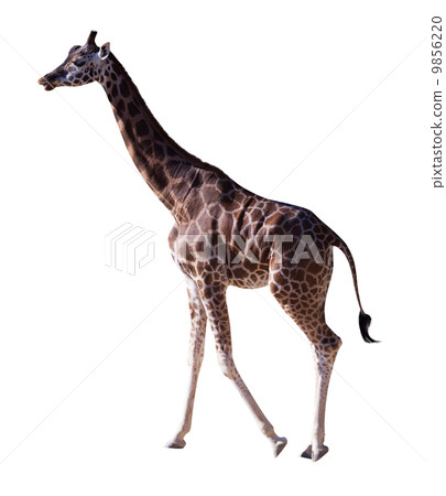Side view of giraffe. Isolated over white Side view of giraffe. Isolated over white 9856220