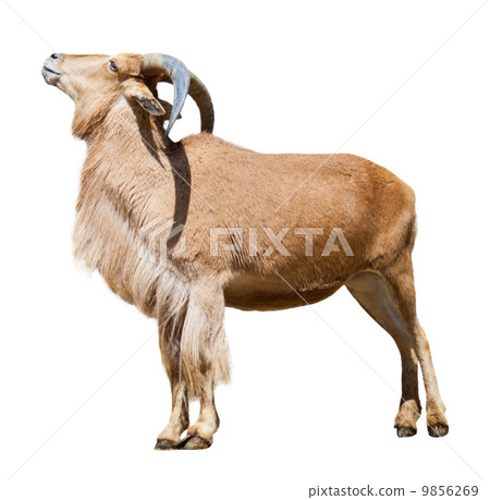 Female barbary sheep. Isolated over white 9856269