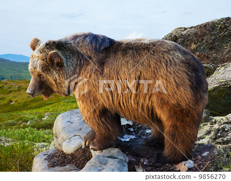 bear on stone in wildness area 9856270