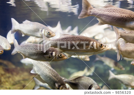 grey mullet at water grey mullet at water 9856320