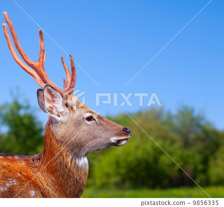 Head of Sika deer 9856335