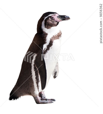 Humboldt penguin. Isolated on white 9856362