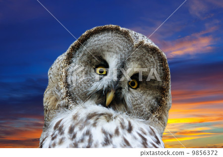 Head of great Gray Owl against sunset Head of great Gray Owl against sunset 9856372