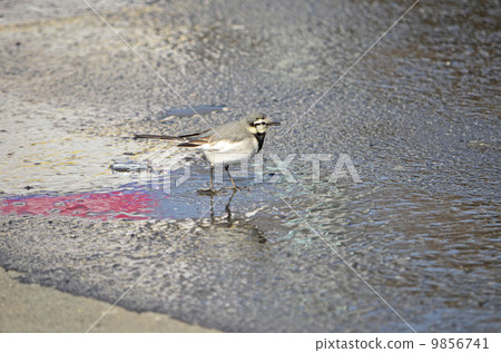 白w（白w） 9856741