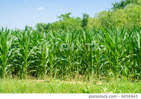 Corn field on bright summer day Corn field on bright summer day 9856943